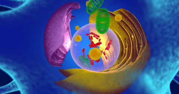 A 3D cross-section artwork of a cell nucleus against a deep blue background, showing red chromosome structures inside a translucent nuclear membrane, encircled by golden and purple layered endoplasmic reticulum folds and green mitochondria.