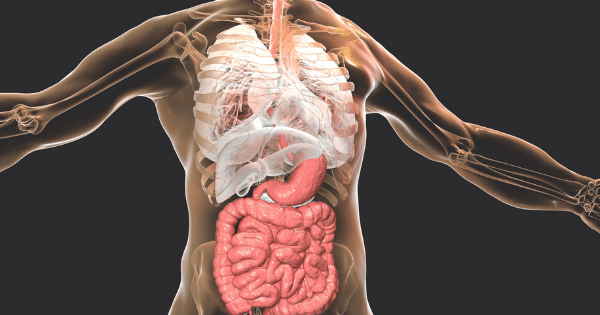 A transparent 3D anatomical model of a human torso highlighting the respiratory, digestive, and intestinal organs inside the chest and abdominal cavity.