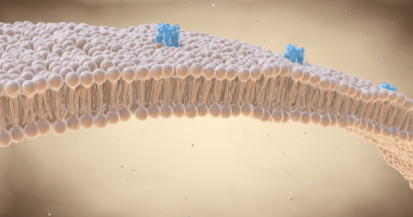 3D illustration of a curved cellular membrane bilayer made of tightly packed spherical heads, with several small blue protein structures embedded along its surface.