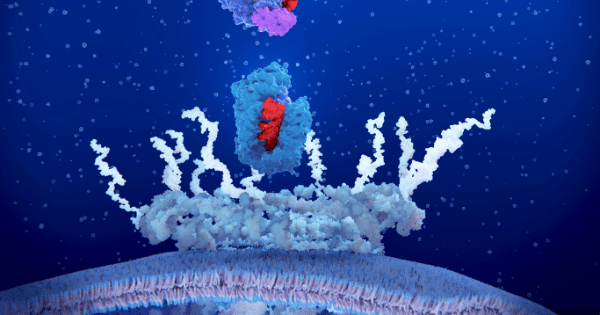 3D molecular illustration against a dark blue background depicting a large protein complex with a red center interacting at a cell membrane interface.