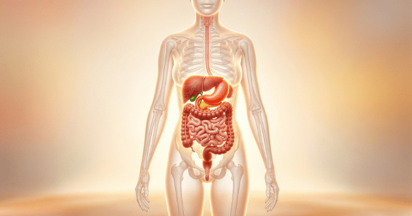 A medical illustration of a semi-transparent female body silhouette displaying the full human digestive system, including the esophagus, stomach, liver, gallbladder, pancreas, and intestines.