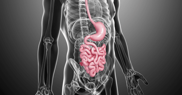 A 3D illustration of a translucent human torso emphasizing the stomach and small intestine in bright pink against a gray skeletal wireframe background.