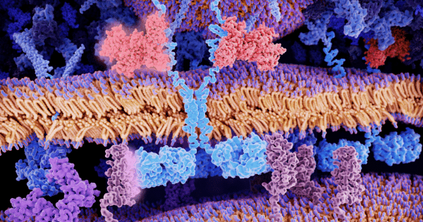 A detailed 3D molecular visualization showing a cell membrane lipid bilayer with transmembrane receptor proteins and signaling molecules attached.