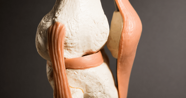A close-up view of an anatomical model showing the bone structure and ligaments of a human knee joint.