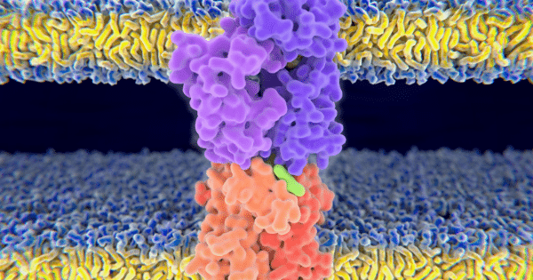 A 3D molecular rendering showing a purple and orange protein complex embedded across a cell membrane structure represented by yellow, blue, and grey lipid layers.