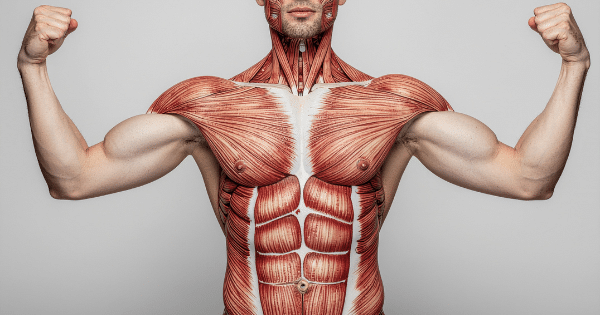 Illustration overlaying human muscular anatomy onto a man flexing both biceps against a grey background.
