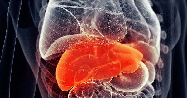 A semi-transparent 3D anatomical render highlighting a brightly glowing red human liver within the upper abdomen.