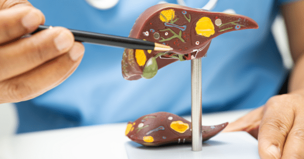 A healthcare professional using a pen to point at details on an anatomical model of a human liver.
