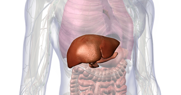 A full-body 3D anatomical diagram highlighting a detailed brown liver positioned in the torso.