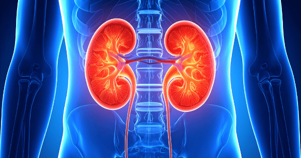 Glowing anatomical illustration of human kidneys within the body cavity.