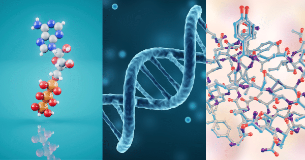 Three-panel illustration showing a ball-and-stick molecular structure on the left, a blue double-helix DNA strand in the center, and a complex protein structure on the right.