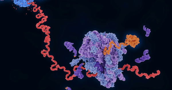 3D molecular visualization of a ribosome translating an mRNA strand into a protein chain against a dark background.