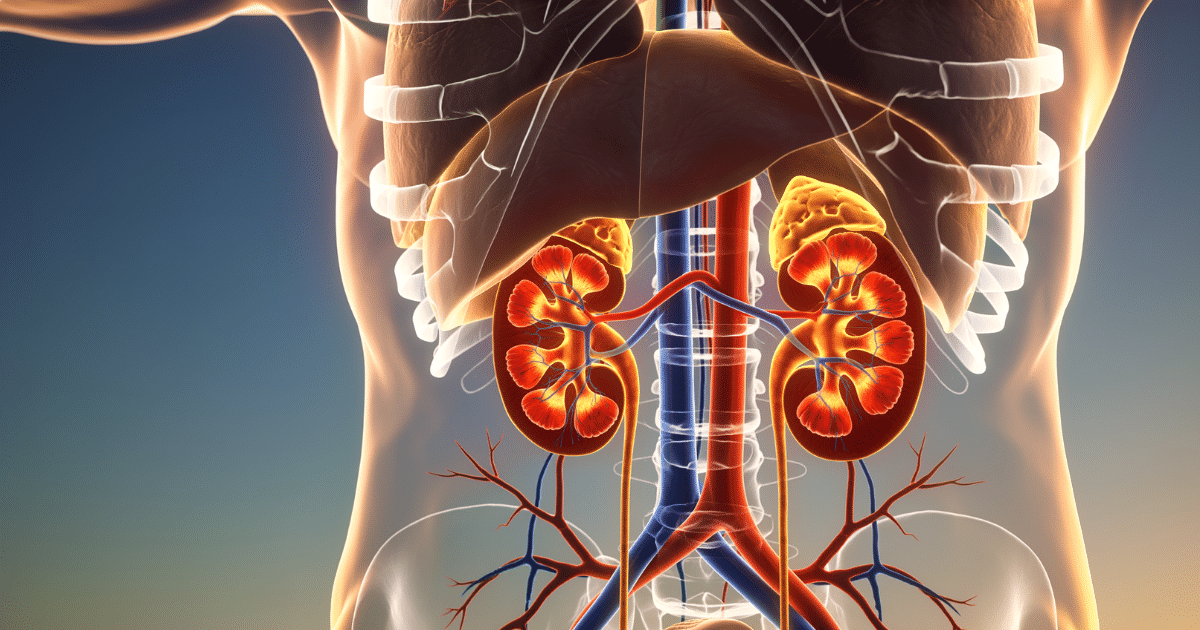 3D anatomical render displaying a human torso with a cross-section of both kidneys, showing their internal structure and blood vessels.