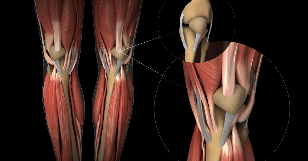 3D anatomical diagram of leg musculature with inset circular close-ups focusing on the knee joint and ligaments.