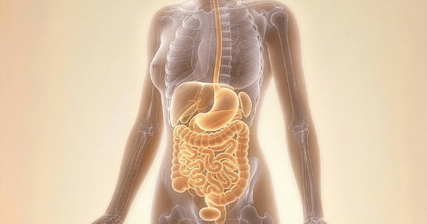 A 3D medical illustration showing a semi-transparent female body highlight the internal digestive tract, including the esophagus, stomach, liver, and intestines.