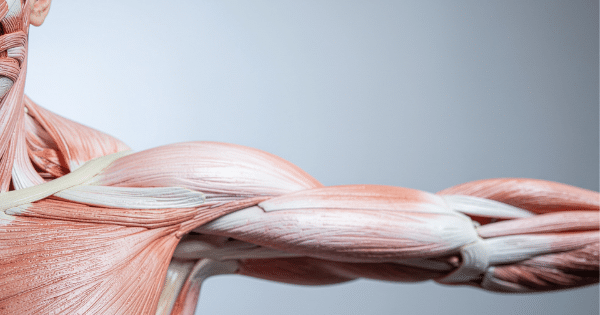 A detailed 3D anatomical model illustrating the muscle fibers, tendons, and structure of the human shoulder, chest, and arm against a light background.