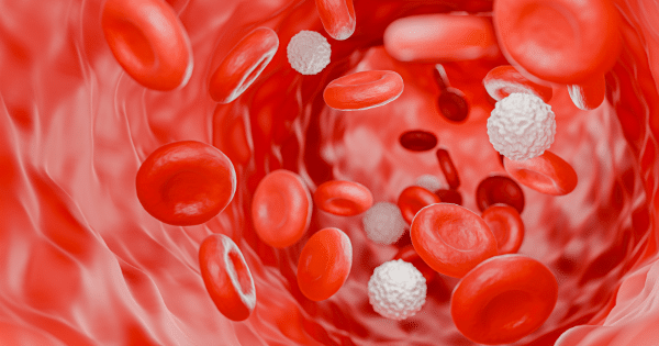 A 3D close-up illustration of red blood cells and white blood cells flowing through a blood vessel.