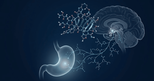 A medical illustration showing a neural pathway connecting a human stomach to the brain alongside a molecular structure.