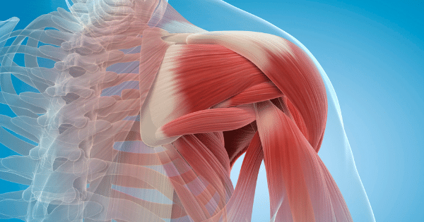 A 3D anatomical illustration showing the muscle structure and skeletal system of a human shoulder, upper back, and chest on a blue gradient background.