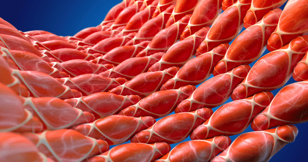 A close-up 3D render of layered, reddish-pink muscle fibers wrapped in connective tissue.